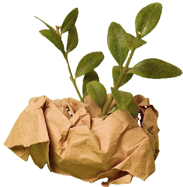 plant img